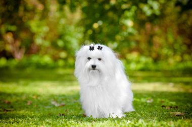 Malta köpeği açık havada