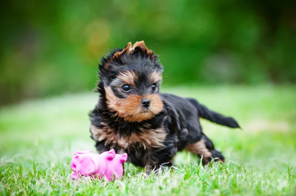 Schattig mini yorkshire Terriër pup buitenshuis — Stockfoto