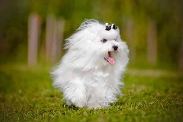 Malta köpeği açık havada — Stok fotoğraf