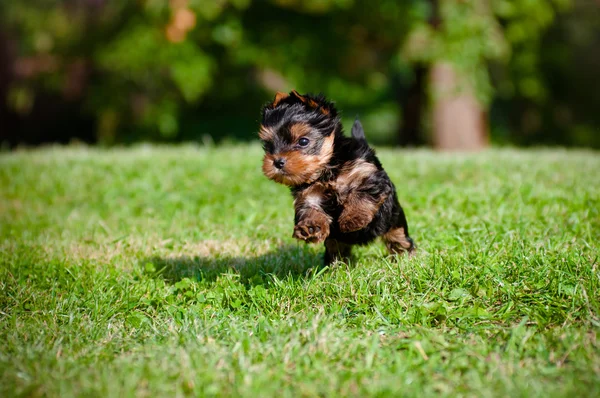 Açık havada çok güzel mini yorkshire terrier köpek yavrusu — Stok fotoğraf