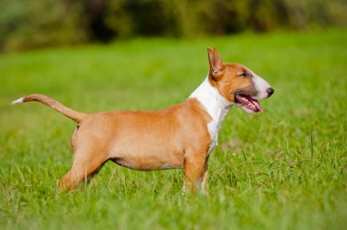 açık havada oynayan kırmızı İngiliz bull terrier yavrusu