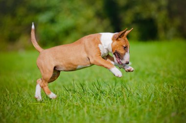 açık havada oynayan kırmızı İngiliz bull terrier yavrusu