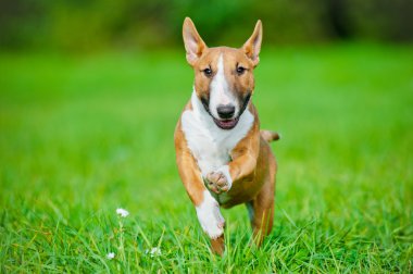 açık havada oynayan kırmızı İngiliz bull terrier yavrusu