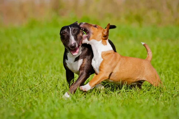 Dois ingleses touro terrier cães jogando ao ar livre — Fotografia de Stock