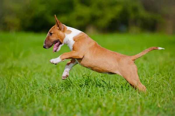 Açık havada oynayan kırmızı İngiliz bull terrier yavrusu — Stok fotoğraf