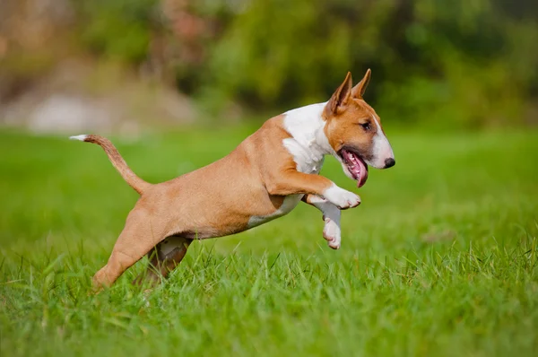 Vermelho Inglês touro terrier cachorro brincando ao ar livre — Fotografia de Stock
