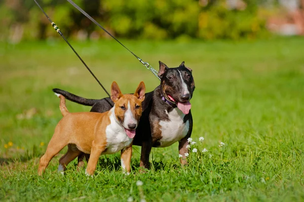 Dois ingleses touro terrier cães jogando ao ar livre — Fotografia de Stock