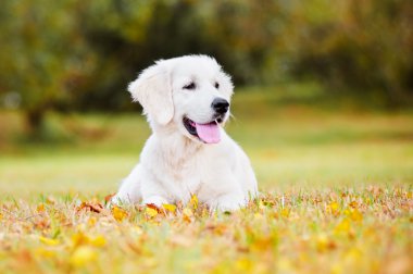 açık havada çok güzel golden retriever