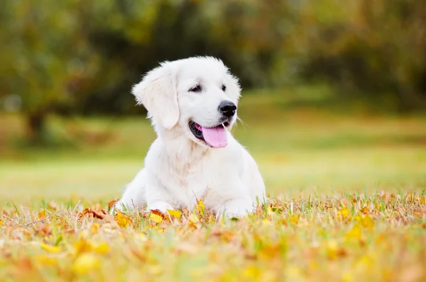 Adorable golden retriever outdoors — Stok Foto