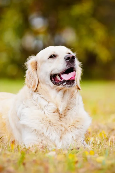 Śliczny złoty pies myśliwski na zewnątrz — Zdjęcie stockowe