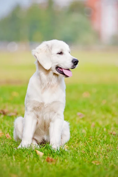 Śliczny złoty pies myśliwski na zewnątrz — Zdjęcie stockowe