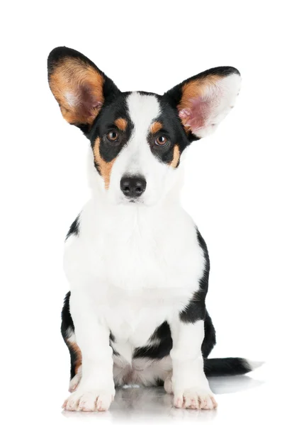 Welsh corgi cardigan hond — Stockfoto