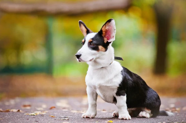 Walisische Corgi Strickjacke Hund Herbst Portrait — Stockfoto