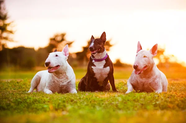 Tres perros terrier toro inglés — Foto de Stock