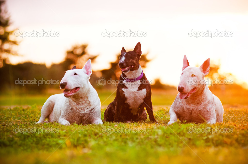 Three english bull terrier dogs