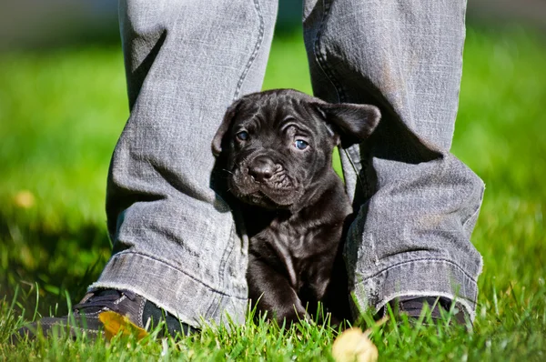 Rozkošný cane corso štěně — Stock fotografie