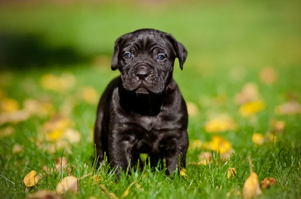 愛らしい杖コルソ子犬 — ストック写真