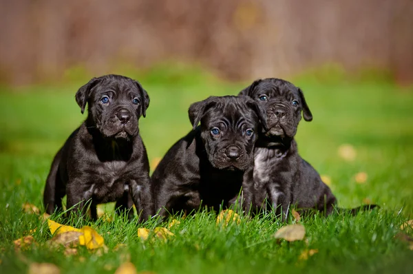 Adorabile bastone corso cuccioli — Foto Stock