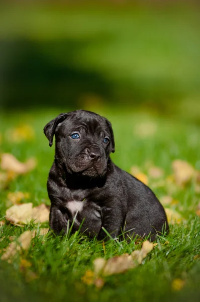 Rozkošný cane corso štěně — Stock fotografie