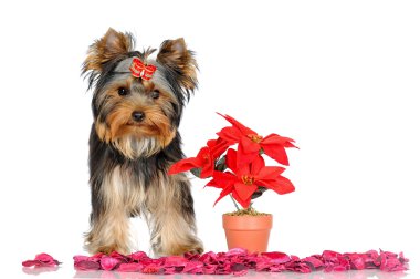 sevimli yorkshire terrier yavrusu