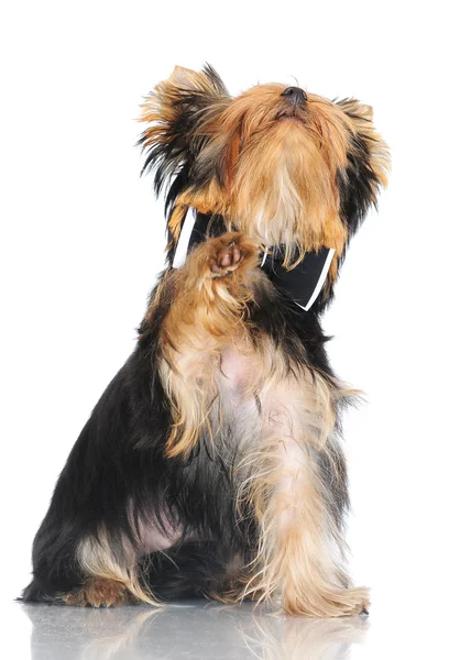 Cãozinho adorável yorkshire terrier — Fotografia de Stock