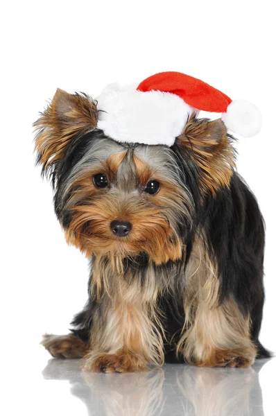 Yorkshire terrier puppy in a santa hat — Stock Photo, Image