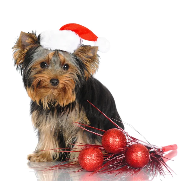 Yorkshire terrier puppy in a santa hat — Stock Photo, Image
