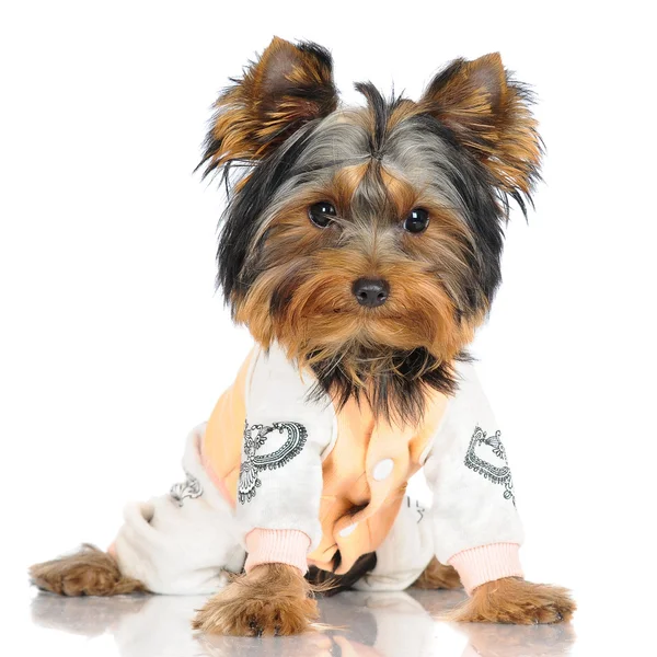 Adorabile yorkshire terrier cucciolo — Foto Stock