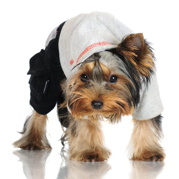 Entzückender yorkshire terrier welpe — Stockfoto