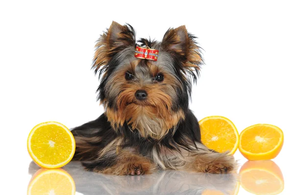Adorable yorkshire terrier puppy — Stock Photo, Image