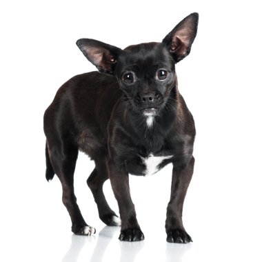 çok güzel siyah köpek