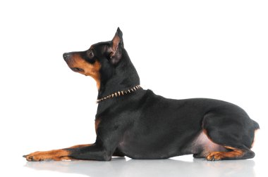 çok güzel siyah köpek