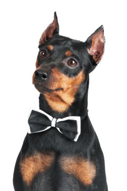 çok güzel siyah köpek