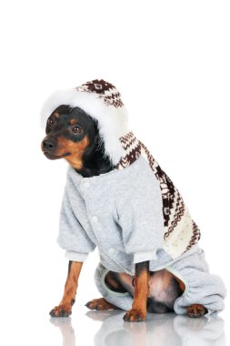 çok güzel siyah köpek