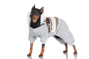 çok güzel siyah köpek