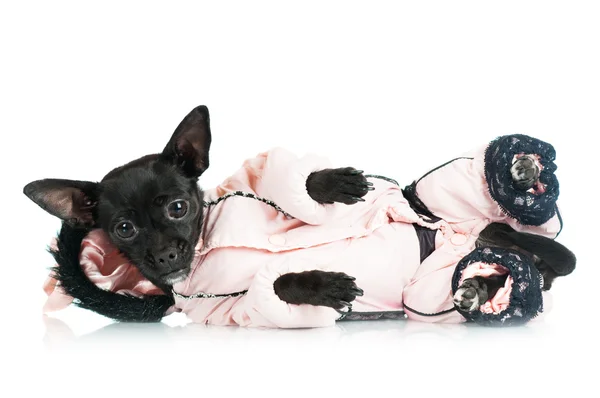 Adorabile cane nero sdraiato — Foto Stock