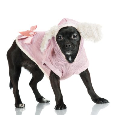 siyah küçük köpek