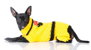 siyah küçük köpek