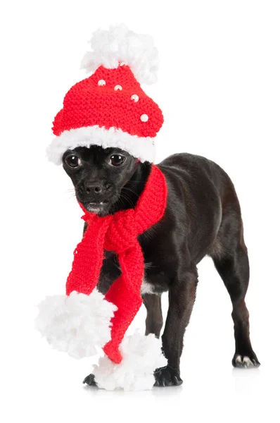 Cagnolino nero — Foto Stock