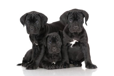 çok güzel cane corso yavrular
