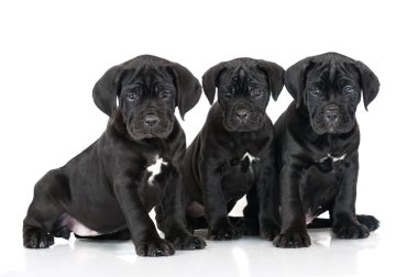 çok güzel cane corso yavrular