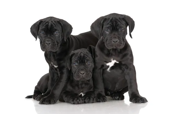 Imádnivaló cane corso kiskutyák — Stock Fotó