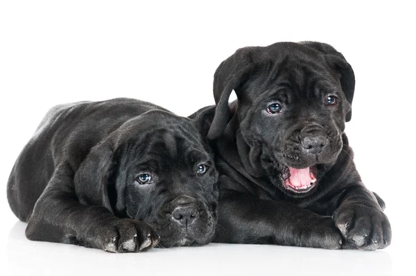 Adorables cachorros de caña corso —  Fotos de Stock