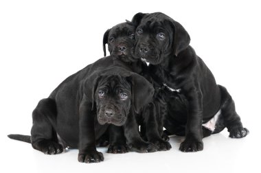 Cane corso yavrular