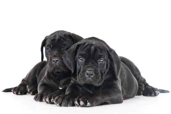 Cane corso pups — Stockfoto