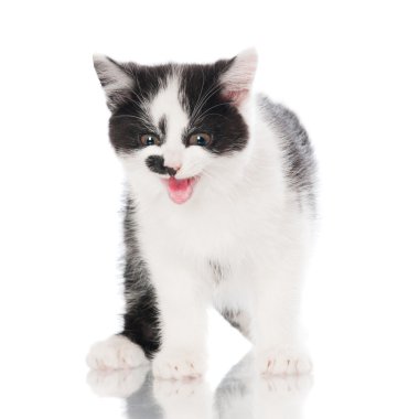 çok güzel siyah ve beyaz kedi