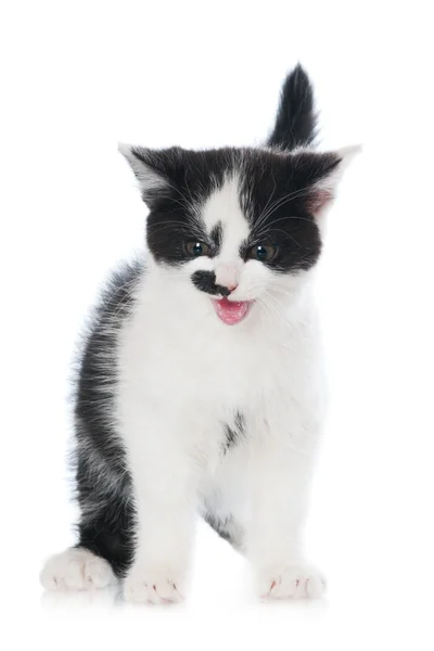 Αξιολάτρευτο γατάκι μαύρο και άσπρο — Φωτογραφία Αρχείου