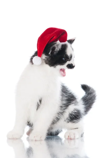 Urocza kotka czarno-biały — Zdjęcie stockowe