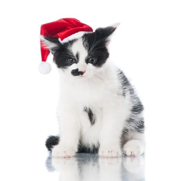Adorable black and white kitten — Stock Photo, Image
