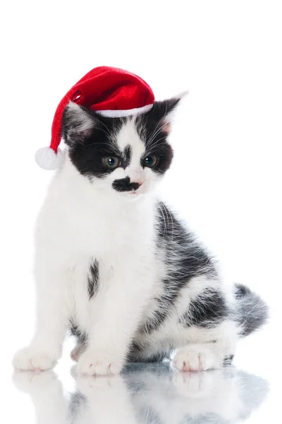 Adorable black and white kitten — Stock Photo, Image